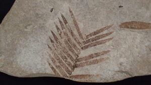 恐竜じゃない生物 紹介　植物、巣穴、うんち …　坂東・県自然博物館で企画展（茨城・坂東市）