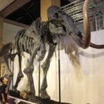 全身骨格など「マンモス」展　市歴史民俗資料館（茨城・神栖市）