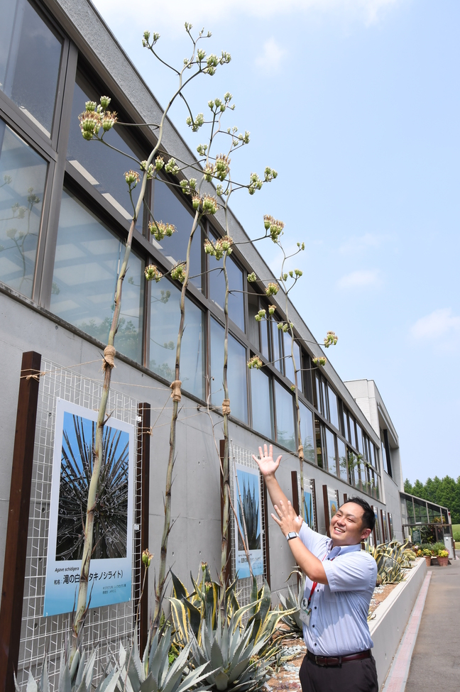 数十年に一度の開花　市植物公園「何か良いこと？」（茨城・水戸市）