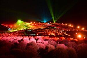 １０回記念でバージョンアップしたコキアライトアップ　国営ひたち海浜公園（茨城・ひたちなか市）