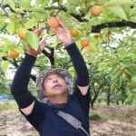 献上柿の里に秋到来　八郷地区（茨城・石岡市）