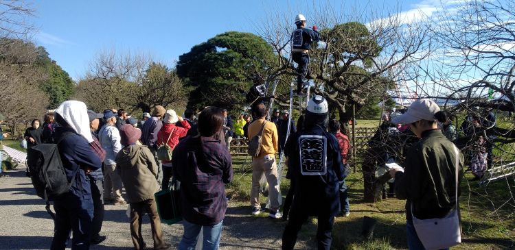 梅のせん定見学会　名工が技披露　偕楽園で１１月（茨城・水戸市）