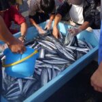 日立・おさかなセンターで２６日  味覚と楽しみ満載「旬漁祭」