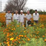 鰐川沿い１・５キロのコスモス園  １号堤コスモス園（茨城・潮来市）
