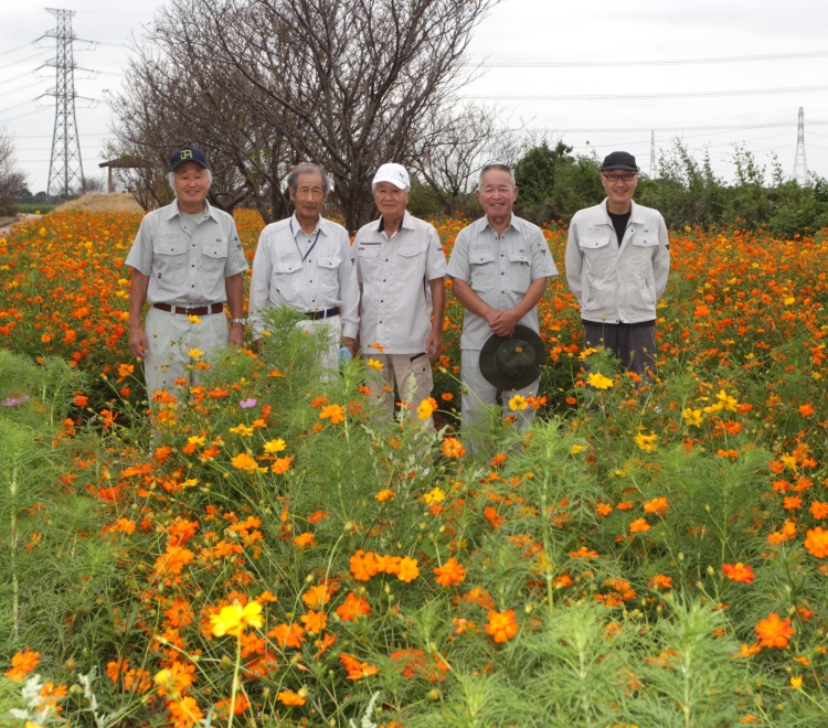 鰐川沿い１・５キロのコスモス園  １号堤コスモス園（茨城・潮来市）