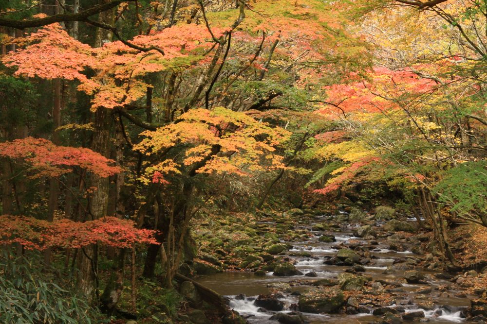 紅葉とイベントの写真