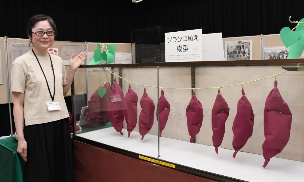 「サツマイモの神様展」市歴史民俗資料館 ３０日まで　那珂台地の産地化に尽力した白土松吉の功績を紹介