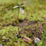 どんぐりの魅力を紹介  　県自然博物館で企画展（茨城・坂東市）　