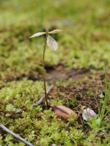 どんぐりの魅力を紹介  　県自然博物館で企画展（茨城・坂東市）　