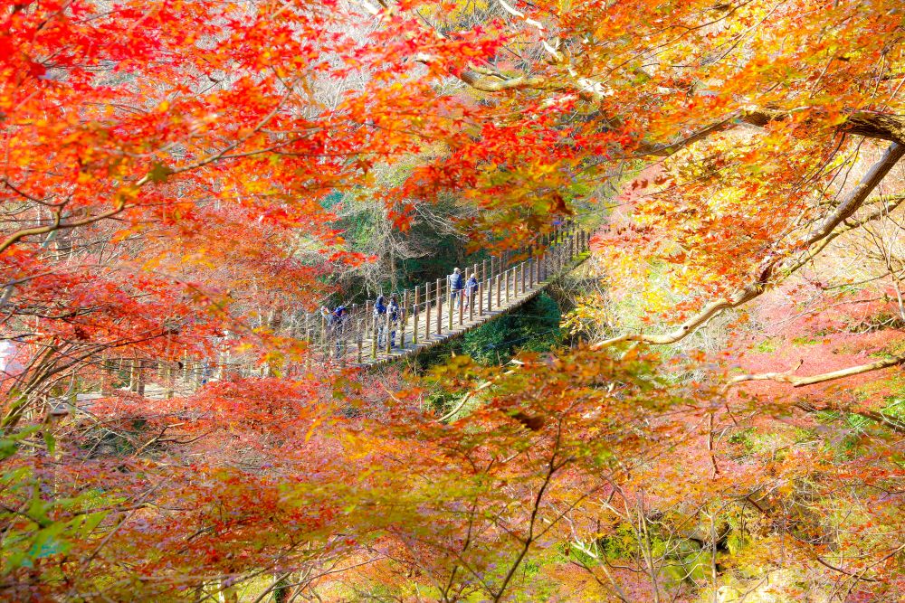 紅葉とイベントの写真