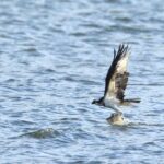 　涸沼で野鳥観察パックツアー　「いこいの村涸沼」主催（茨城・鉾田市）