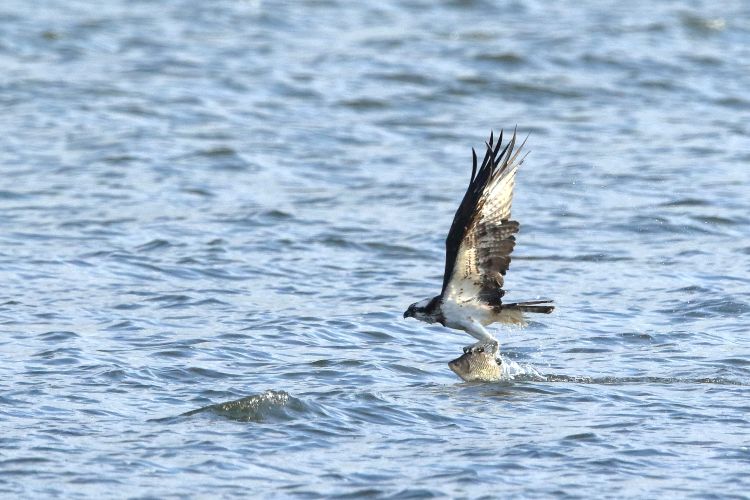 　涸沼で野鳥観察パックツアー　「いこいの村涸沼」主催（茨城・鉾田市）