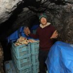 洞窟の中で熟成　間瀬さんが製造・販売する干し芋（茨城・常陸大宮）