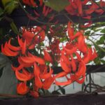 世界一の美「堪能を」　市植物公園でムクナ・ベネッティ開花（茨城・水戸市）