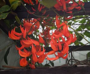 世界一の美「堪能を」　市植物公園でムクナ・ベネッティ開花（茨城・水戸市）