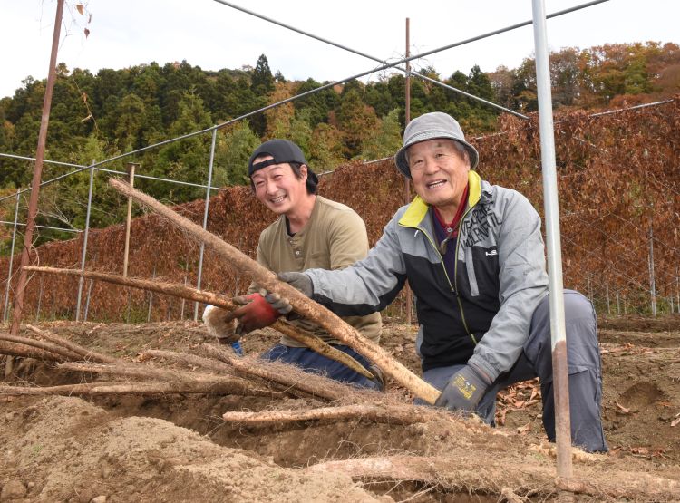 全国に知られる「北茨城方式」のジネンジョづくり　　北茨城自然薯研究会（茨城・北茨城市）