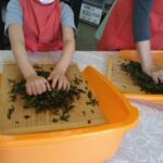 奥久慈茶で和紅茶作り　奥久慈茶の里公園が開催（茨城・大子町）