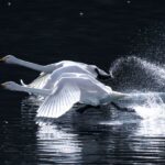 茨城県内各地でハクチョウの麗姿（茨城・広域）