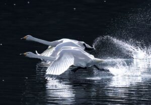 茨城県内各地でハクチョウの麗姿(茨城・広域)