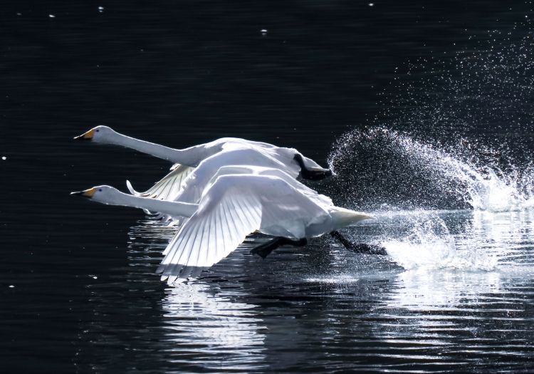 茨城県内各地でハクチョウの麗姿(茨城・広域)