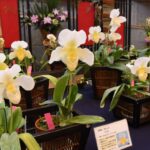 徳川家の純白のラン展　市植物公園で２５日まで（茨城・水戸市）