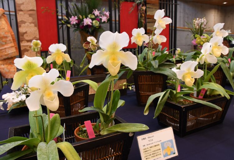 徳川家の純白のラン展 市植物公園で25日まで(茨城・水戸市)