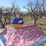 「梅こたつ」受付中 市植物公園の観梅企画（茨城・水戸市）