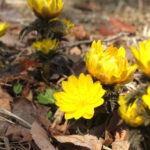 フクジュソウが春告げる　ガラス工房シリカ（茨城・北茨城市）