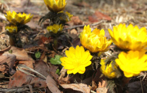 フクジュソウが春告げる　ガラス工房シリカ（茨城・北茨城市）