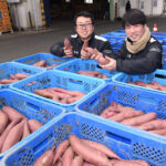 自慢の「旭甘十郎（あさひかんじゅうろう）」全国へ出荷　ＪＡ茨城旭村の特選サツマイモ（茨城・鉾田市）