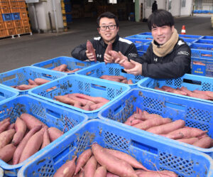 自慢の「旭甘十郎（あさひかんじゅうろう）」全国へ出荷　ＪＡ茨城旭村の特選サツマイモ（茨城・鉾田市）