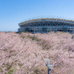 Ｗ杯の熱狂伝える千本桜　メルカリスタジアム　見頃は例年３月下旬（茨城・鹿嶋市）