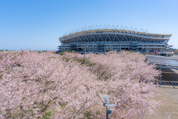 Ｗ杯の熱狂伝える千本桜　メルカリスタジアム　見頃は例年３月下旬（茨城・鹿嶋市）