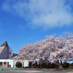 百選の駅舎彩る２本桜　鹿島大野駅　見頃は例年３月下旬～４月上旬（茨城・鹿嶋市）