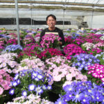 卒業を彩る4000鉢　しどり園芸で出荷作業（茨城・那珂市）