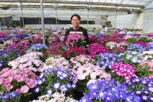 卒業を彩る4000鉢　しどり園芸で出荷作業（茨城・那珂市）