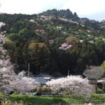 山すそから見上げるのも一興　愛宕山（茨城・笠間市）～見頃は例年３月下旬～５月上旬