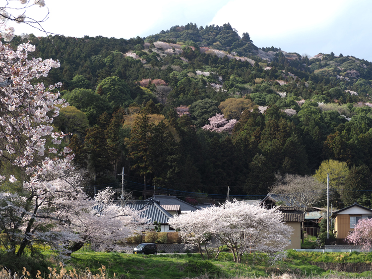 山すそから見上げるのも一興　愛宕山（茨城・笠間市）～見頃は例年３月下旬～５月上旬