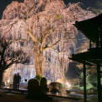 愛され続けるエドヒガン　阿弥陀寺（茨城・那珂市） ～見頃は例年３月下旬～４月上旬