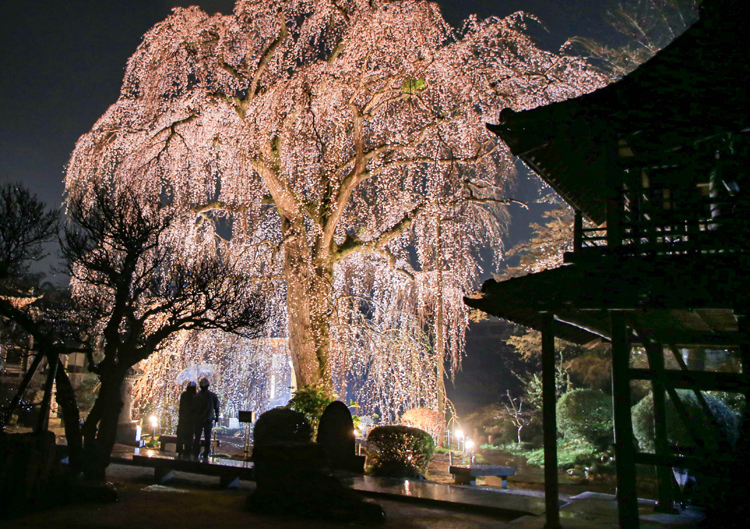 愛され続けるエドヒガン　阿弥陀寺（茨城・那珂市） ～見頃は例年３月下旬～４月上旬